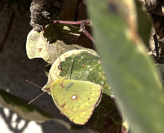 Image of a butterfly which is nearly the color of the leaf it is on and which could have been missed