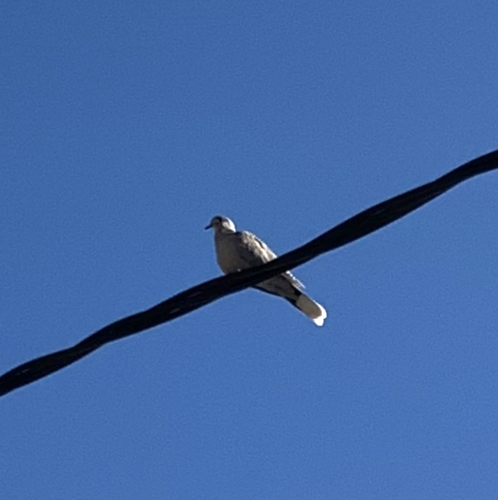A collared dove perched quietly on a power line against a pale morning sky, its soft grey feathers and distinctive black neck collar silhouetted in the early light.